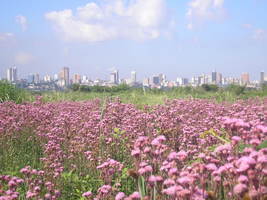 Fuente de foto:(internet) Ta'ãnga Asunción Paraguay Primavera